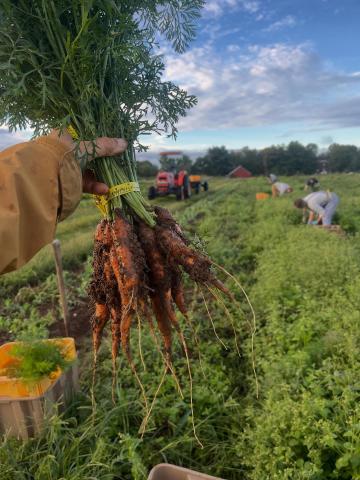 Muddy carrots right out of the ground