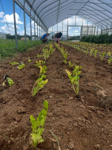 Baby celery recently planted