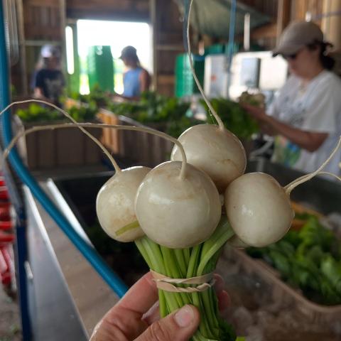 A hand holds a bunch of Hakurei turnips