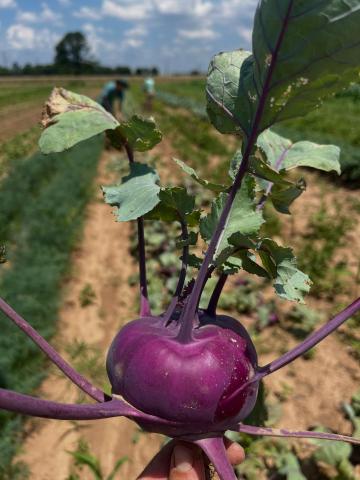 Freshly picked kohlrabi