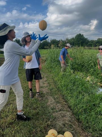 A worker catches a cantaloupe in the air