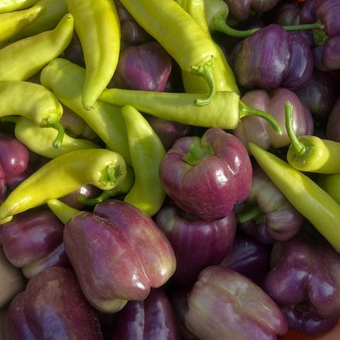 Purple and green peppers