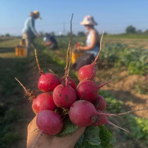 People pick radishes in the field