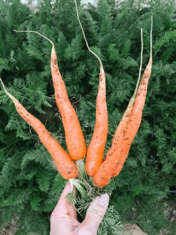 A hand holds a bunch of carrots