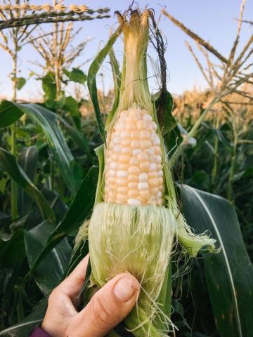 A hand holds an ear of corn