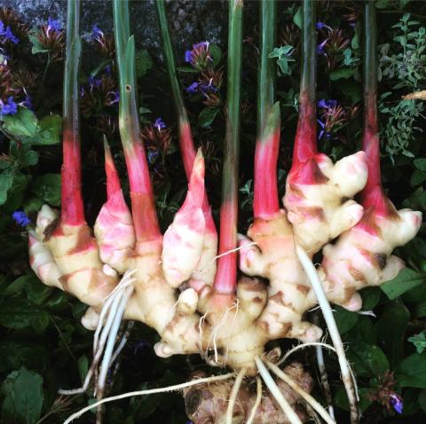Ginger root